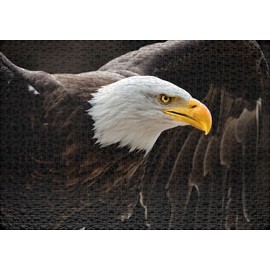 Ulmer Puzzleschmiede The Sea Eagle - Classic 1000 Piece Animal Puzzle - The Imposing Eagle, the Coat of Arms of the USA, with Wings spread - A Demanding Puzzle