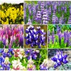 Pollinator Attracting Wildflower Seeds - Attracts Bees, Butterflies, and Other