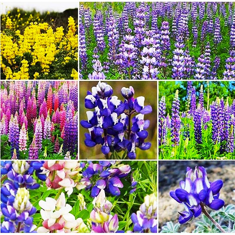 Pollinator Attracting Wildflower Seeds - Attracts Bees, Butterflies, and Other