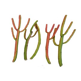 Shram Succulents Fire Sticks Succulent, Euphorbia Tirucalli, Pencil Cactus, Sticks on fire Succulent, 5 Live Cuttings