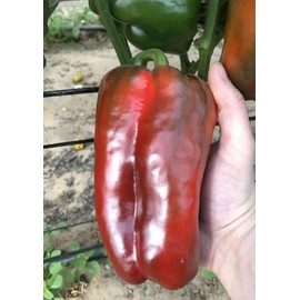 FUN AND GROW SEEDS: Seeds Bell Pepper Red Sweet Giant Vegetable Non GMO Heirloom