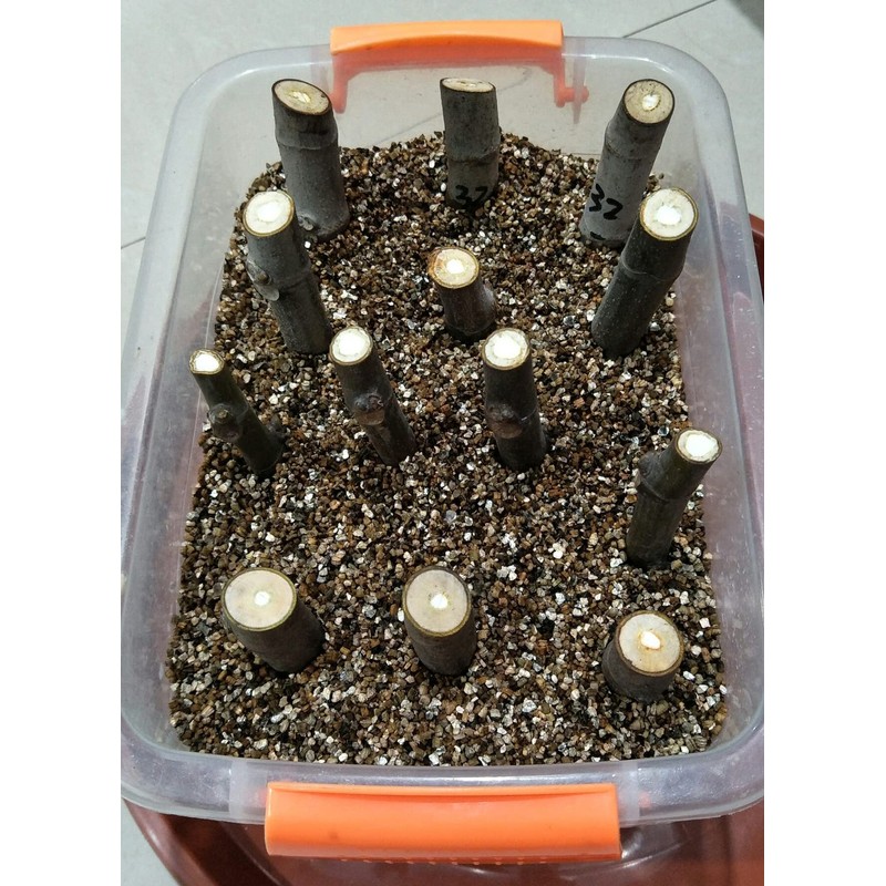 10QT Organic Vermiculite Granules for Plants and Gardening