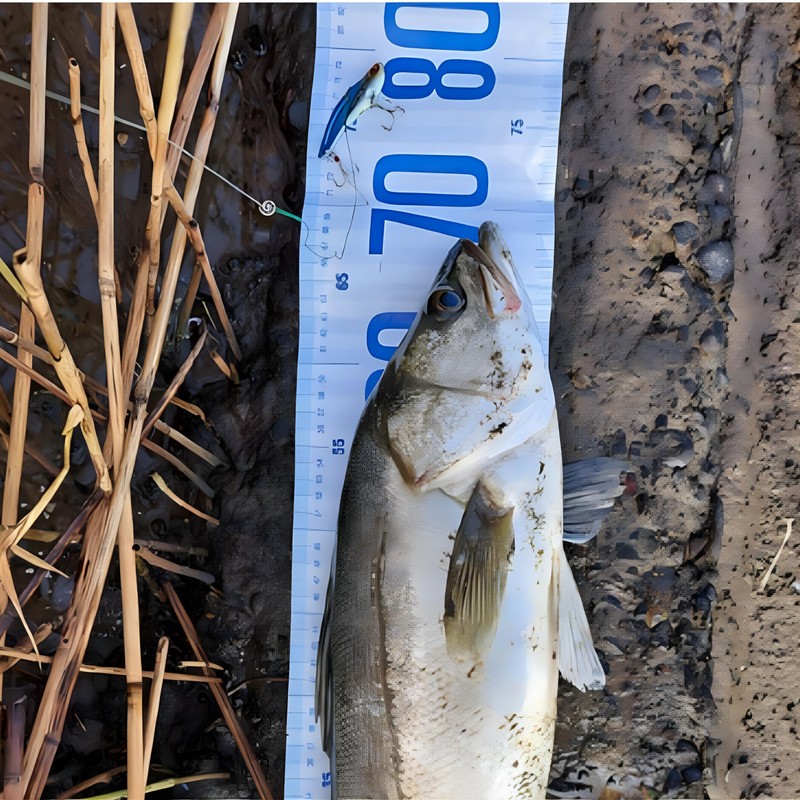 OHF Metal Vibration Set 10g 15g 20g 24g Case Set