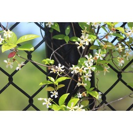 Wild Jasmine Fragrance Oil 4 oz Bottle Premium Grade for Candle and Soap Making by Midway Mercantile