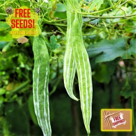 Straightup Nature Fresh Buag Ngu Seeds | 10 Seeds | Heirloom Non-GMO | Asian Vegetable Seeds