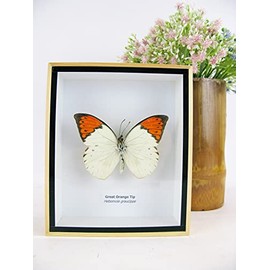 EIN echter exotischer pr√§parierter Schmetterlinge im Bilderrahmen Wandbild Schaukasten Entomologie Taxidermie (Great Orange Tip)
