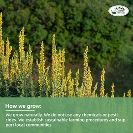 Veyorra Mullein Leaf Tea Bags - 100% Natural Herbal Tea,3g/Bag Non-GMO & Caffeine-Free, For Detox & Respiratory Support (110Bags)