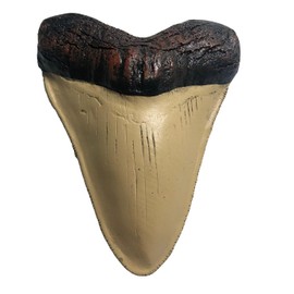 YABINA Megalodon Giant Shark Tooth Replica - Museum Quality Fossil Cast (A)