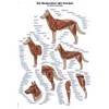 '"The Muscles of the Dog'/, 70 x 100 cm