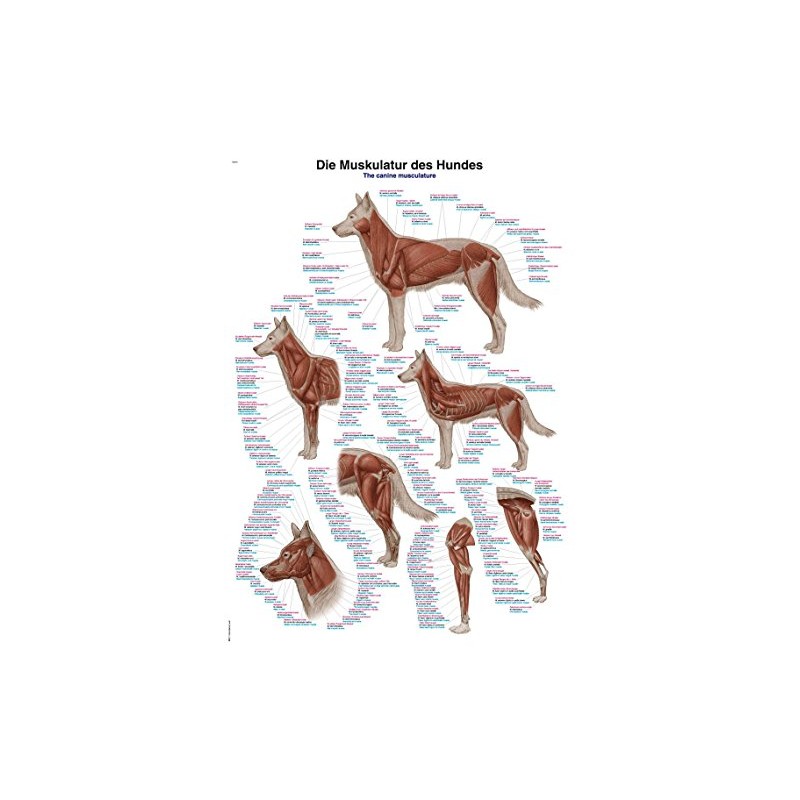 '"The Muscles of the Dog'/, 70 x 100 cm