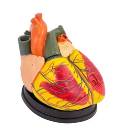 SFXYJ 3X Enlarged Anatomical Heart Model,3-Part Removable with Ventricles Atria Valves Veins Artery 39 Anatomy Structures Number Manual Magnets Display Base for Science Classroom and Cardiology Study