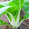 1,500+ Pak Choi White Stem Cabbage Seeds 7 Grams Bok
