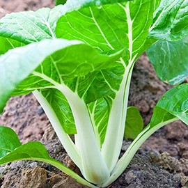 1,500+ Pak Choi White Stem Cabbage Seeds 7 Grams Bok Choy Heirloom Non GMO Garden Vegetable Bulk