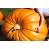 Seeds Pumpkin Big Max 10 Seeds Massive Pumpkin Giant Gourd