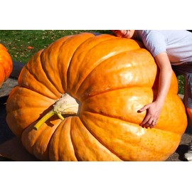 Seeds Pumpkin Big Max 10 Seeds Massive Pumpkin Giant Gourd