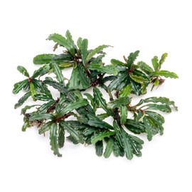 SubstrateSource Bucephalandra Catherinae Green Live Aquarium Plant - Natural Freshwater Fish Tank Decorations, Aquatic Décor - Small Clump (3-5 Plants)