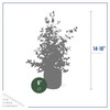 Live Aromatic and Healthy Herb - Eucalyptus, Improves Air Quality,