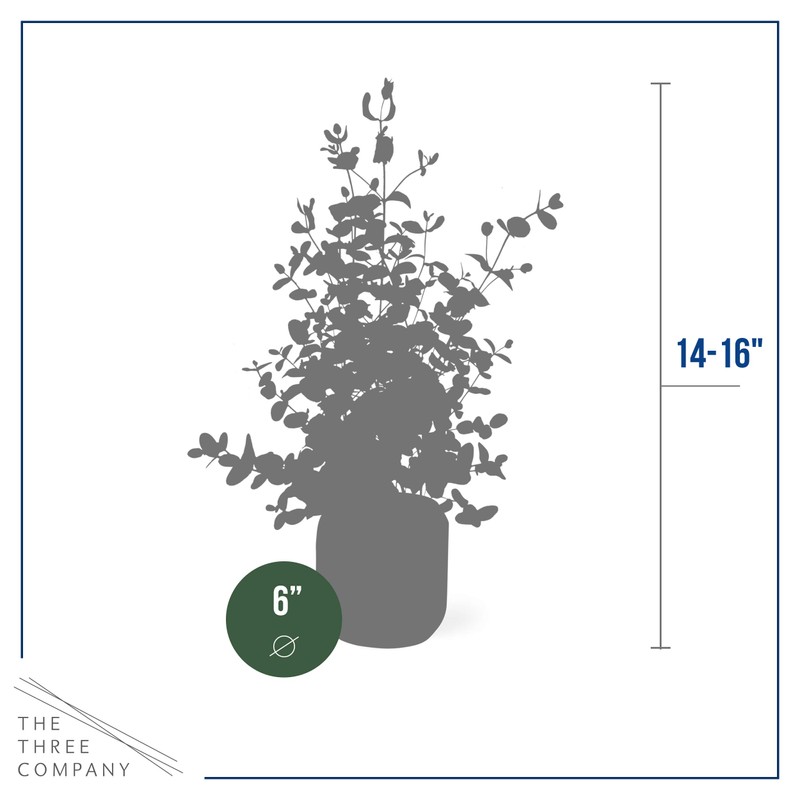 Live Aromatic and Healthy Herb - Eucalyptus, Improves Air Quality,