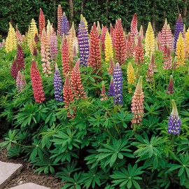 Outsidepride Mixed Russells Lupine Seeds - 500 Pcs Perennial, Self-Sowing, Cold Hardy & Frost Tolerant Wildflower Seeds for Fall Planting, Ideal for Attracting Pollinators & Hummingbirds