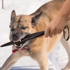 Marsrut Professional Dog No Bite Sticks Safely Separates Food Aggressions