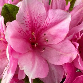 Blooming & Beautiful - Pink Ruffle Azalea - 3 gal - Evergreen Flowering Shrub - Bright Pink Ruffled Flowers - Reblooming Spring and Fall - Zones 7-10 - Rhododendron karume 'Pink Ruffle' - 3 Gallon Pot