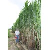 Elephant Grass Seeds - Tallest Grass in The World -