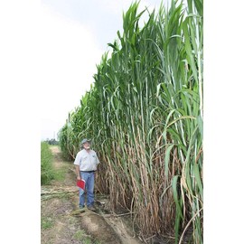 Elephant Grass Seeds - Tallest Grass in The World - Ships from Iowa, Made in USA (250 Seeds)