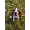 Hi-Line Gift Ltd. Basset Hound Puppy Howling