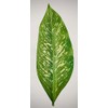 Parchment Paper Leaves for Cheese & Charcuterie Boards - Sisson