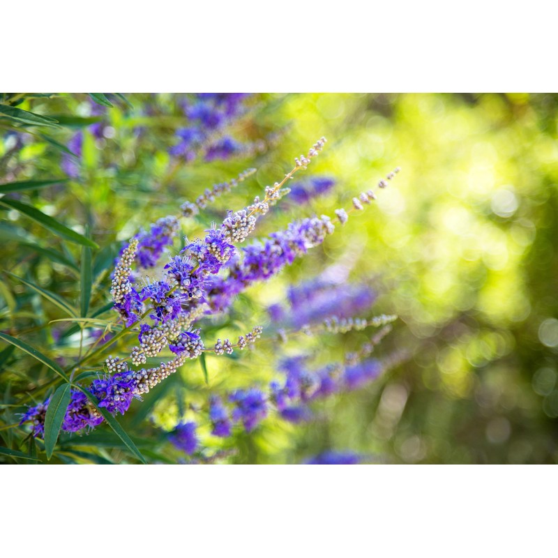 Lowhill Valley Chasteberries – 100% Pure Vitex Agnus-Castus Herbal Infusion
