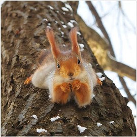 Birthday/Blank Greeting Card For Him/Her - Male/Female - Photographic Squirrel Design - General Card Suitable for Birthday and Other Occasions - Made in the UK - Eco-Friendly