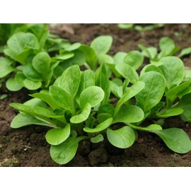 CEMEHA SEEDS - Seeds Corn Salad Lamb's Fetticus Nut Field Lettuce Valerianella Non GMO Vegetable for Planting 500 Seeds