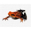 Calvendo Ameerega Silverstonei Arrow Poison Frog