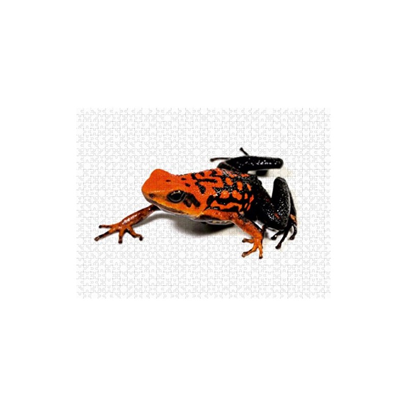 Calvendo Ameerega Silverstonei Arrow Poison Frog