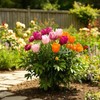 DAYUMKOU 4 Pack Peonies Cages and Supports, 14" Wide x