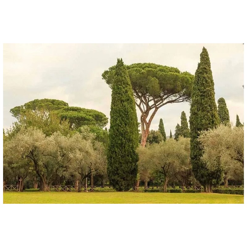 Buy Rare Seeds Cupressus sempervirens | Italian & Tuscan Cypress