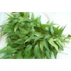 Neem 5 OZ US Grown Organic Neem Tree Leaves from