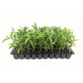 Night Blooming Jasmine - 30 Live Plants - Jessamine Cestrum Nocturnum - Fragrant Blooming Vine