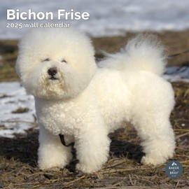 Baker and Bray Bichon Frise Calendar 2025, Large Square Wall Calendar, 16 Month, Bichon Frise Gift Dog Calendar.
