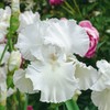 Immortality Bearded Iris Plant Potted - Repeat Blooms Fragrant White