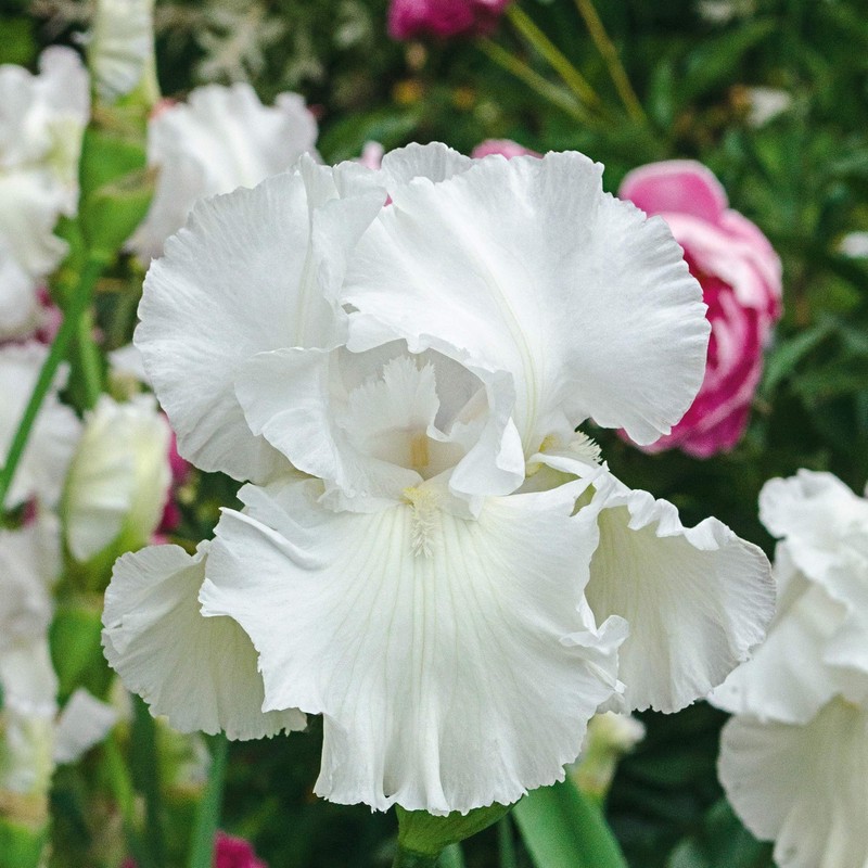 Immortality Bearded Iris Plant Potted - Repeat Blooms Fragrant White