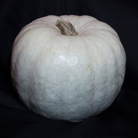 Pumpkin Seeds - White Queen - 4 Oz ~900 Seeds - Cucurbita Pepo - Farm & Garden Vegetable Seeds - Non-GMO, Heirloom, Open Pollinated, Annual