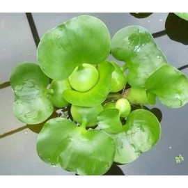 Water Hyancinth - Easy Floating Live Pond Plant