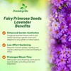 Outsidepride Lavender Fairy Primrose Seeds - 2000 Pcs Perennial, Hardy,