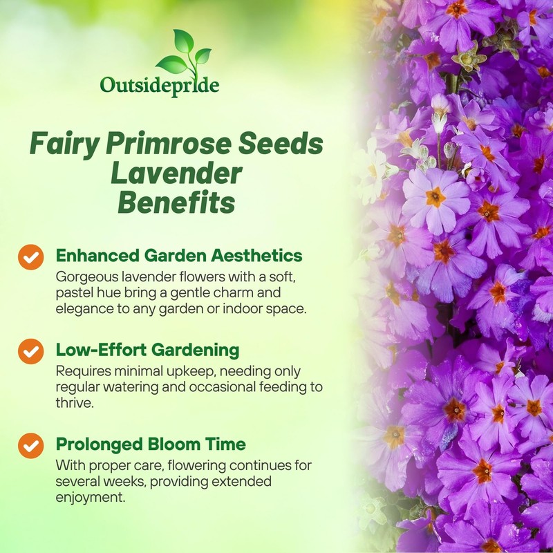 Outsidepride Lavender Fairy Primrose Seeds - 2000 Pcs Perennial, Hardy,
