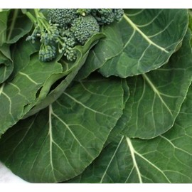 Collards Seeds- Vates- Heirloom Variety- 1,000+ Seeds