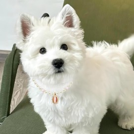 Teumessian Pearl Cat Collar Dog Adjustable Necklaces for Small Dogs Cats Chihuahua Beaded Dog Collar,Pink,XS