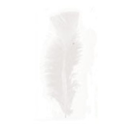 Youdoit 30 rooster feathers - white