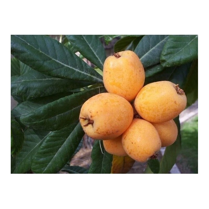 Tree Loquat Tree With 6- 8” Sweet Tropical Live Plant