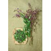 Fireweeds Herb (Epilobium Angustifolium L. - Epilobium Angustifolium Herba) Health